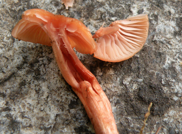 Laccaria in giardino? (Laccaria affinis)